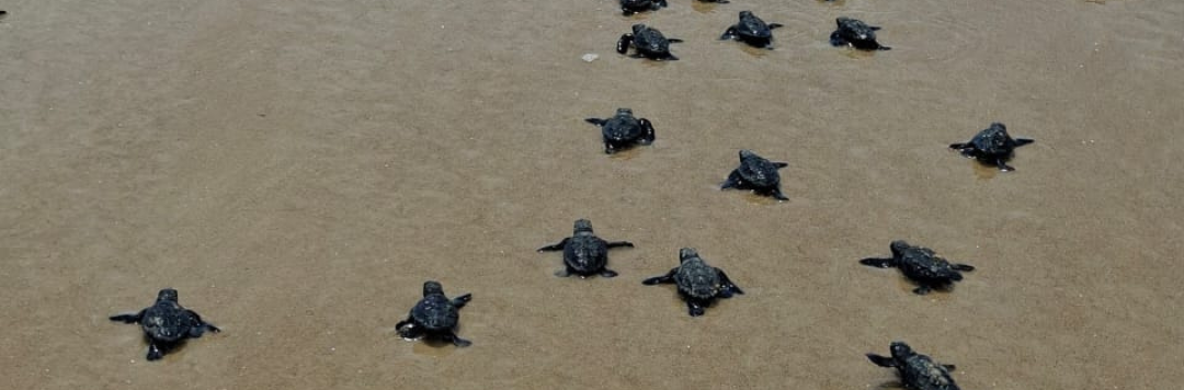 Nascimento tartarugas - Monitoramento realizado pela Veracel e execução do Instituto Mamíferos Aquáticos (IMA) (1)