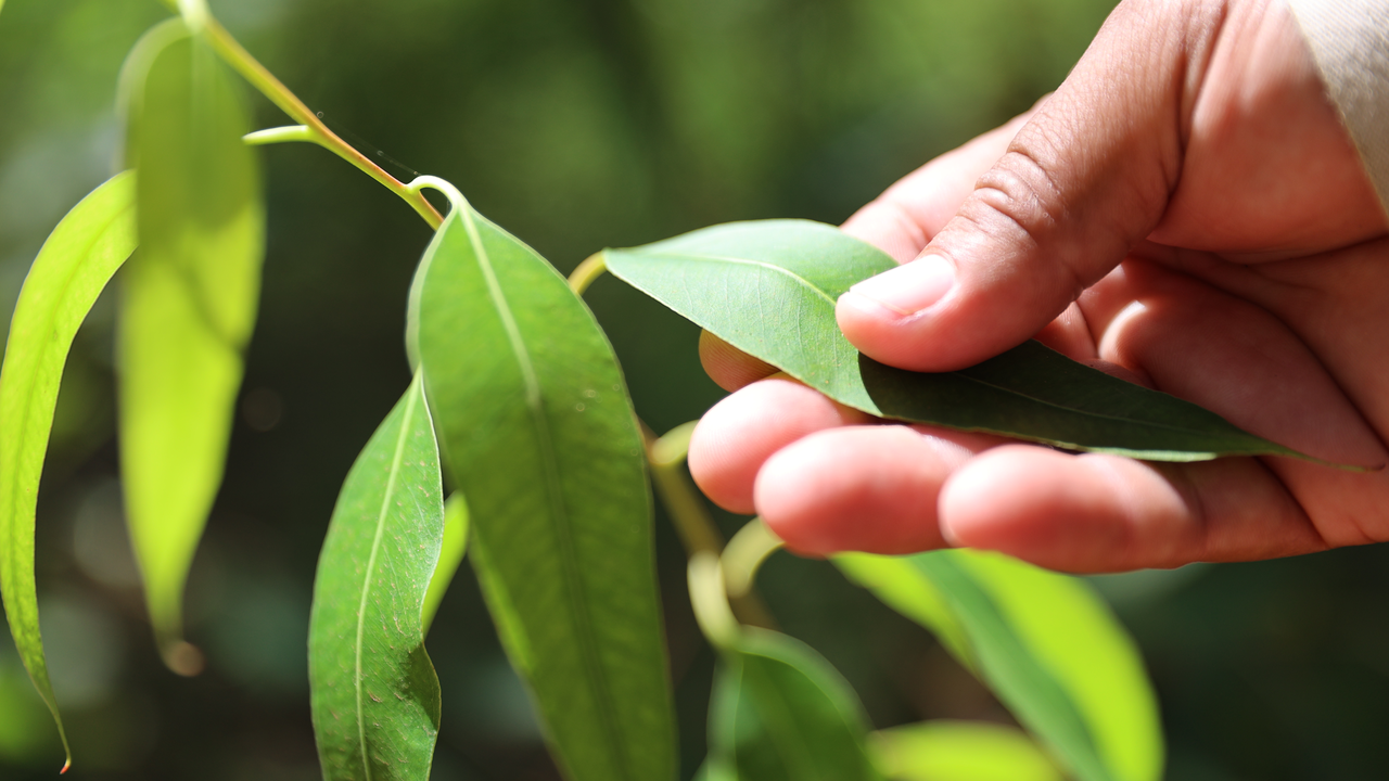 09-04-2026-Bracell apresenta avanços nas metas