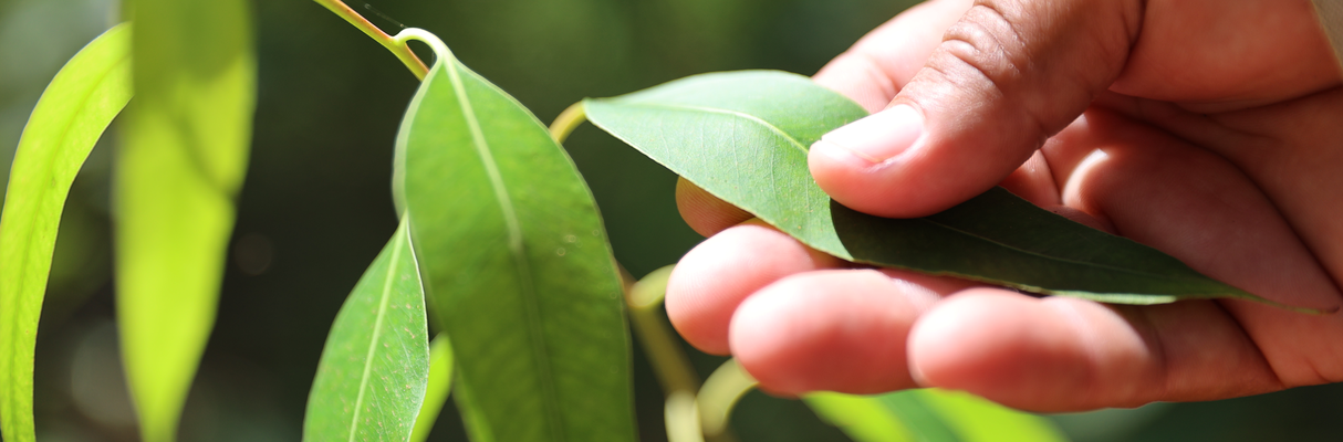 09-04-2026-Bracell apresenta avanços nas metas