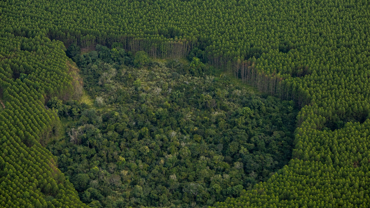 No Dia Internacional da Biodiversidade, Bracell destaca o uso da tecnologia para registro de fauna e reforça o compromisso com a conservação ambiental