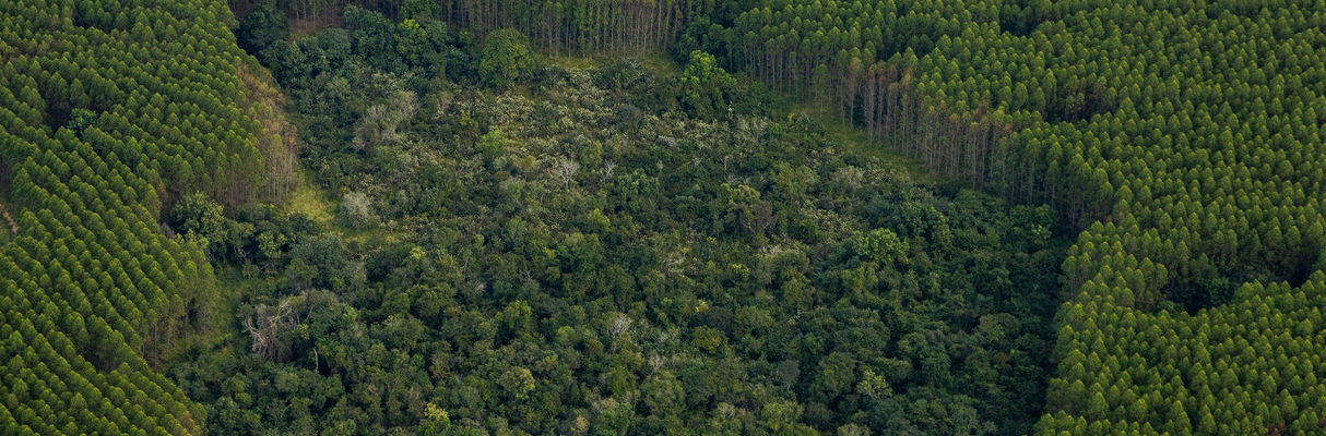 No Dia Internacional da Biodiversidade, Bracell destaca o uso da tecnologia para registro de fauna e reforça o compromisso com a conservação ambiental