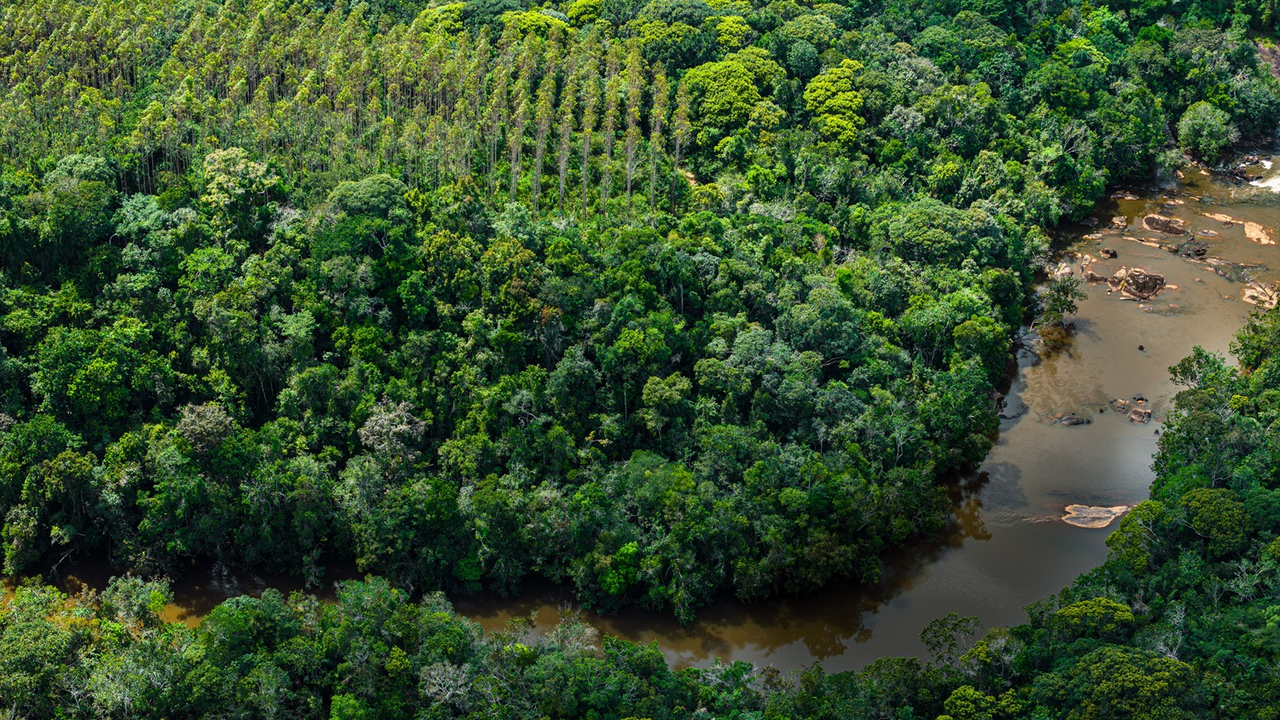 Bracell avança na construção de paisagens sustentáveis e supera metas de conservação da biodiversidade - Foto