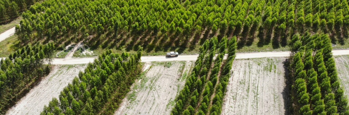 Expedição Silvicultura - Capa