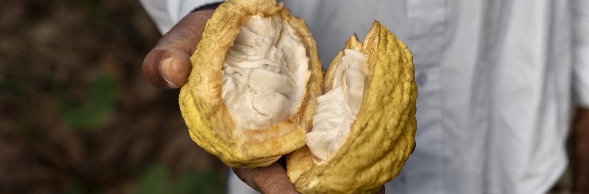 Foto produtor de cacau_Imagem Freepik