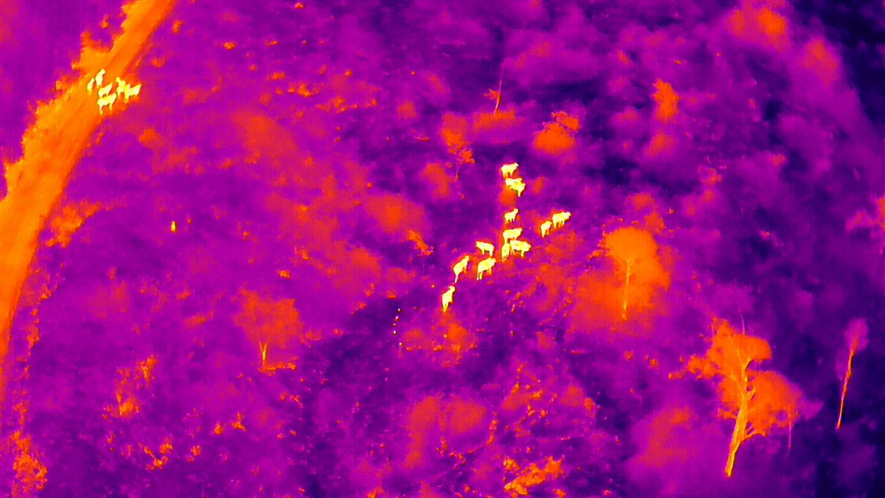 Monitoramento noturno Veracel  (1)