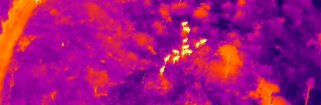 Monitoramento noturno Veracel (1)