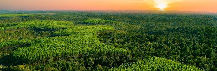 Mosaico 1 para 1 - Acervo Bracell