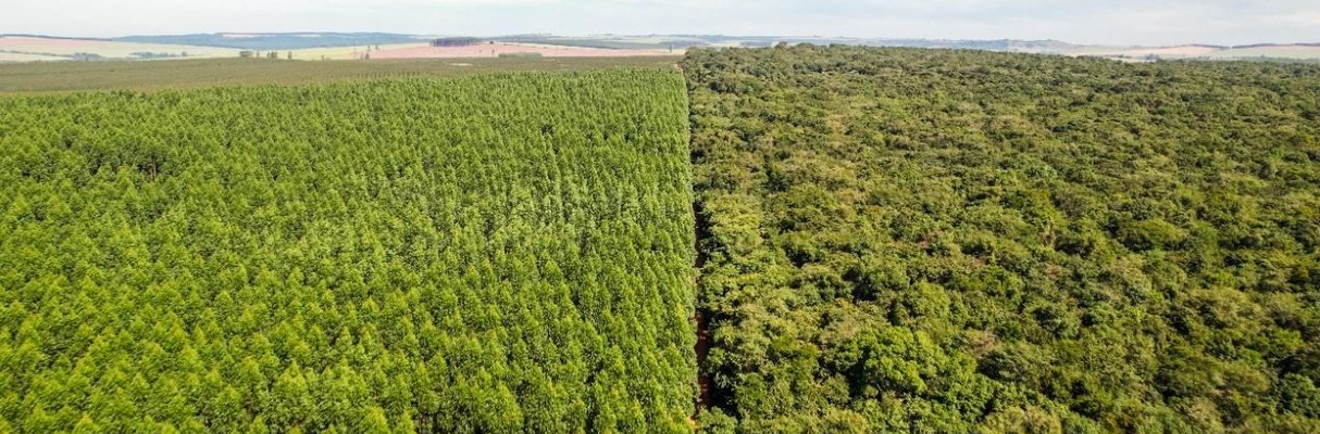 Mosaico florestal paisagem que expressa o Compromisso Um-Para-Um na prática_Foto Acervo Bracell