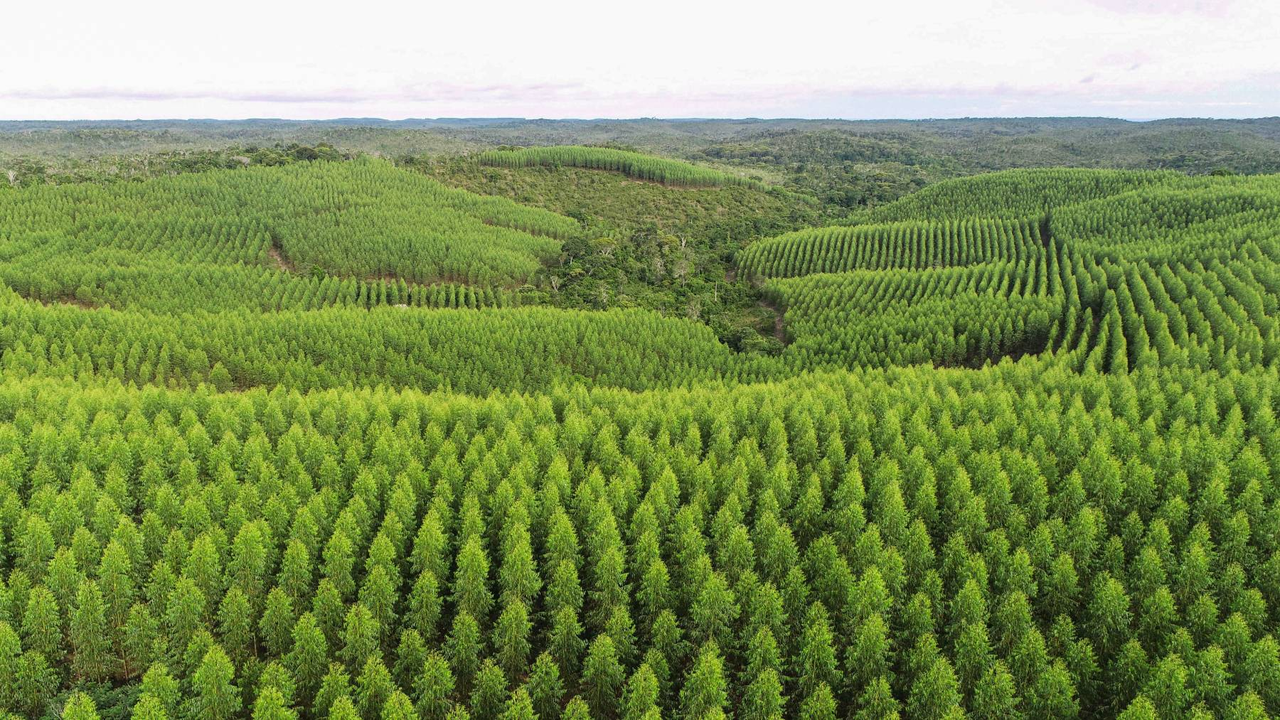 Mosaicos na área de influência da Bracell na Bahia (2) (1) (1)
