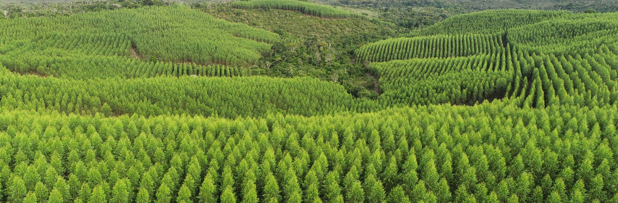 Mosaicos na área de influência da Bracell na Bahia (2) (1) (1)