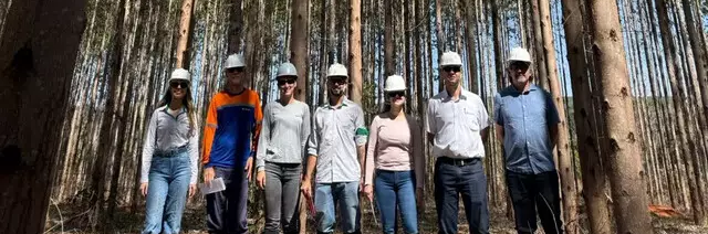 Parceria entre ciência e indústria cria eucalipto tolerante à seca em MS