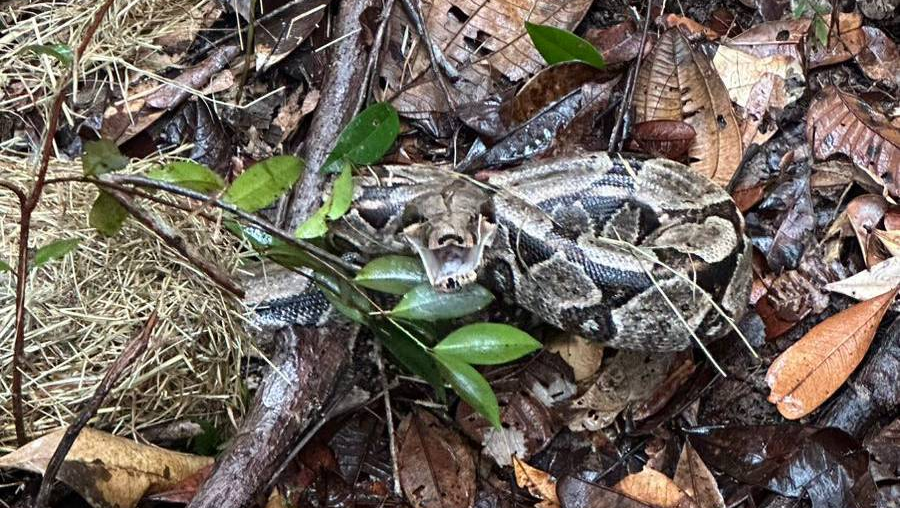 Soltura de animais silvestres  - Foto - Acervo Bracell
