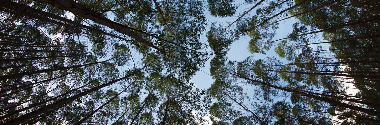 cdm_site_2018_10_90e20361-mucuri0845 - Copia (1) (1)