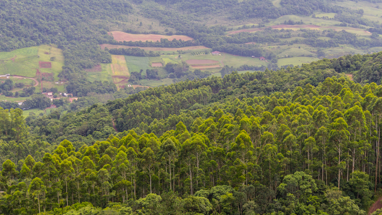 florestas nativa e plantada