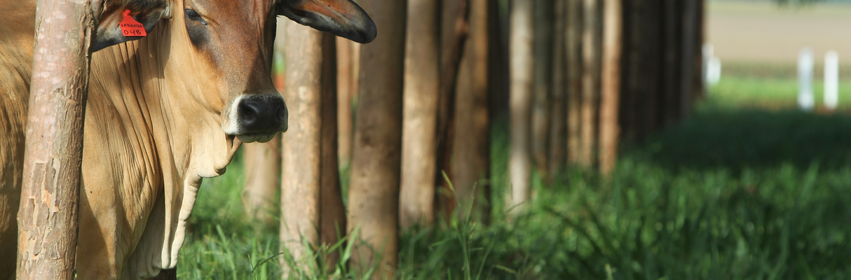 Seminário de Produção Florestal para Produtores Rurais do Vale do Jiquiriçá