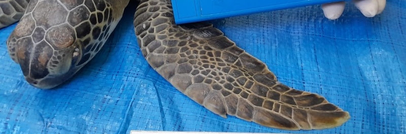 Mais uma espécie tratada pelo Centro de Reabilitação de Tartarugas Marinhas da Veracel é devolvida ao mar com segurança