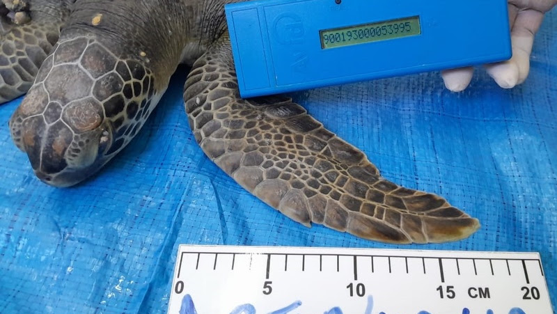 Mais uma espécie tratada pelo Centro de Reabilitação de Tartarugas Marinhas da Veracel é devolvida ao mar com segurança