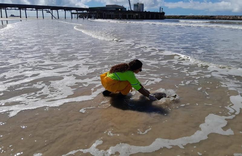 Registro do momento em que o animal retorna ao mar já reabilitado. Crédito: Veracel