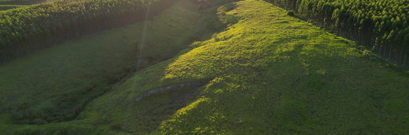 Veracel e Biomas anunciam projeto de restauração de florestas nativas