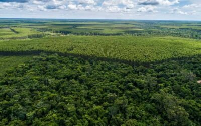 Suzano: até 2024, companhia espera ter 1,7 milhão de hectares plantados de eucalipto