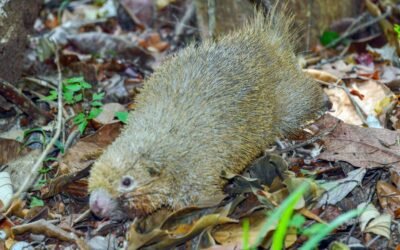 Trinta e seis animais silvestres, incluindo um ameaçado de extinção, são soltos em reserva na Bahia