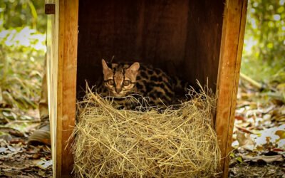 Felino quase ameaçado de extinção é solto em reserva da Bracell na Bahia