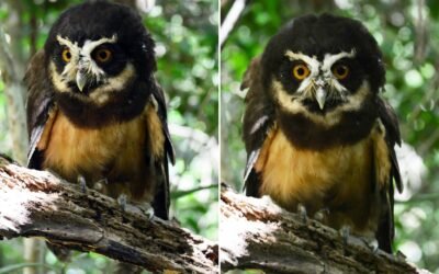 Lendária coruja-murucututu é reintegrada à natureza em reserva na Bahia