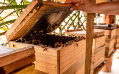 Veracel fortalece seu apoio para o desenvolvimento da apicultura no Sul da Bahia
